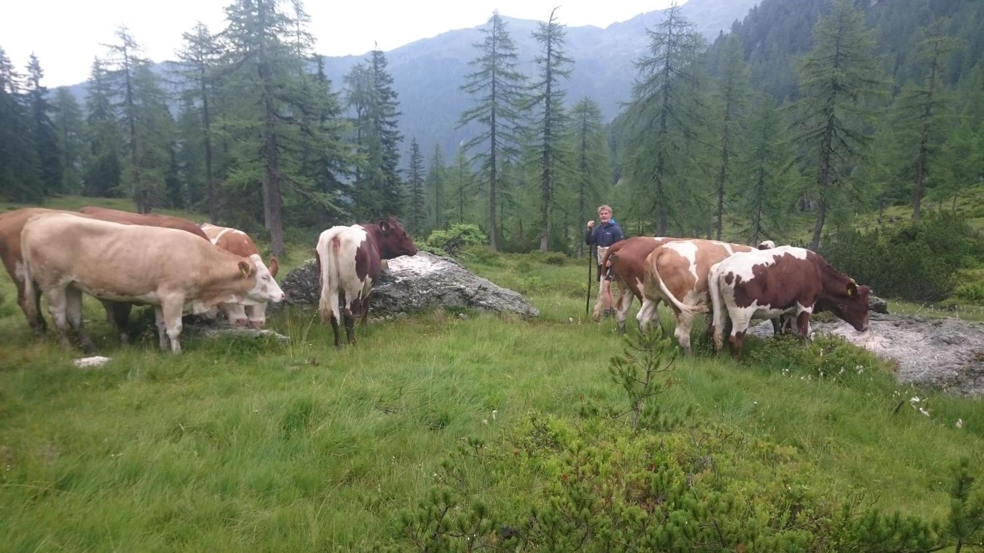 Pension-Greimelbacherhof Ramsau am Dachstein Cameră foto